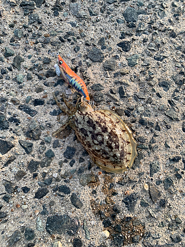 コウイカの釣果