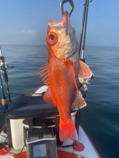 アカムツの釣果