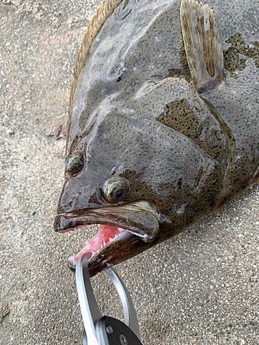 ヒラメの釣果