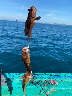 ヤミハタの釣果