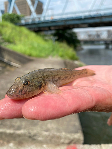 マハゼの釣果