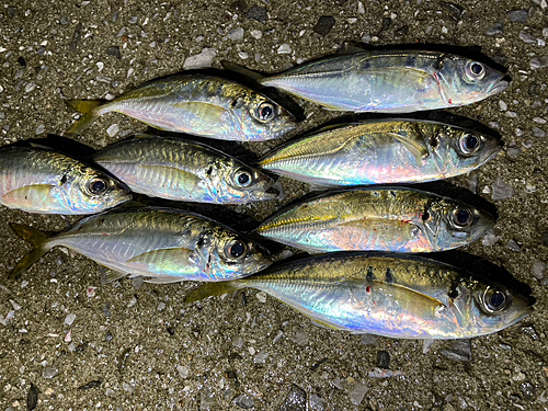 アジの釣果