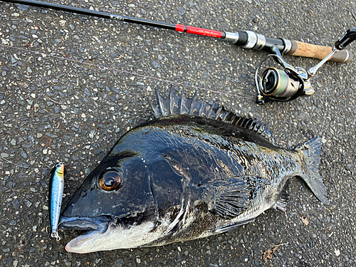 チヌの釣果