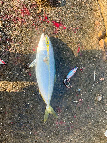 ワカシの釣果