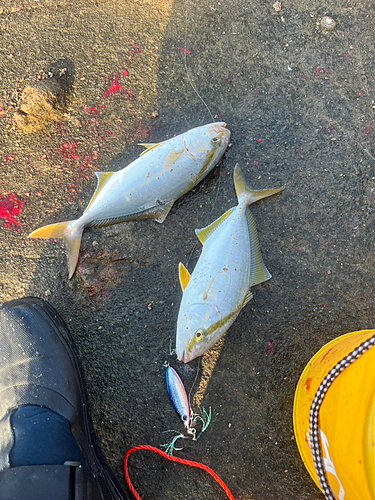 ショゴの釣果