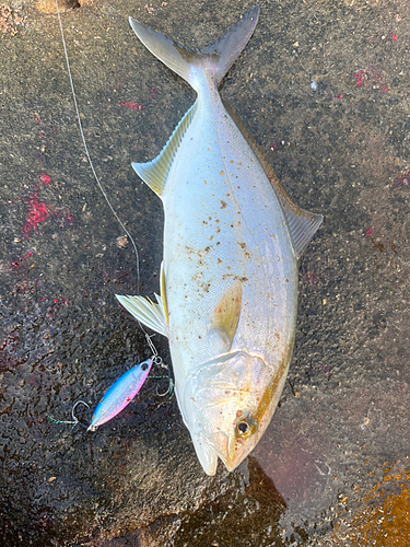 ショゴの釣果