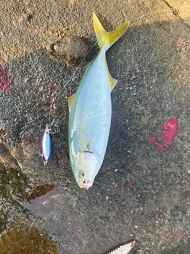 イナダの釣果