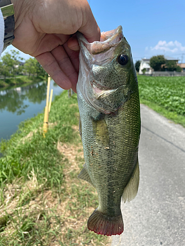 釣果