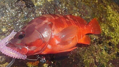 アカハタの釣果