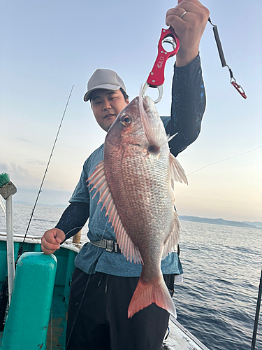 マダイの釣果