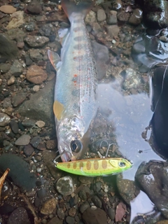 アマゴの釣果