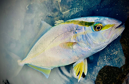 ショゴの釣果