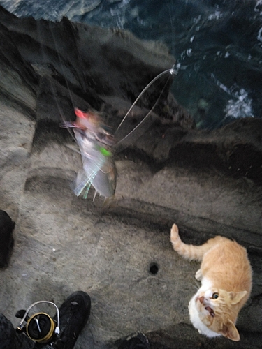 イワシの釣果