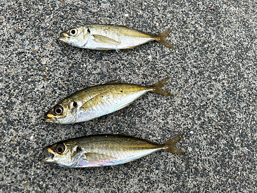 マアジの釣果