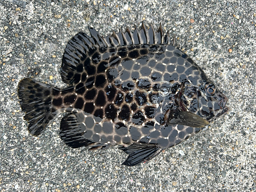 イシガキダイの釣果