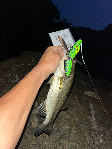 ラージマウスバスの釣果