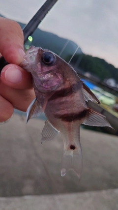 ヨコスジイシモチの釣果