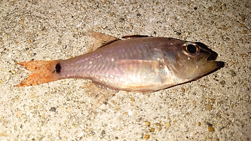 ネンブツダイの釣果