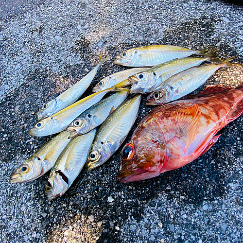 アジの釣果