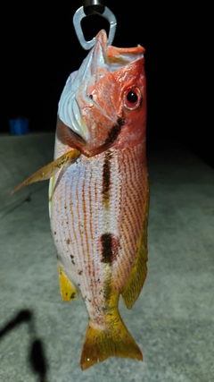 ヨコスジフエダイの釣果