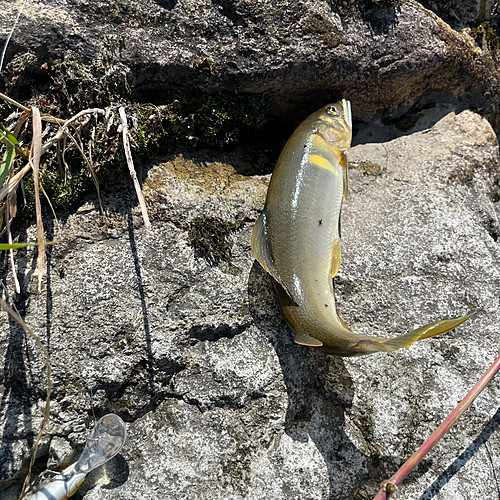 アユの釣果