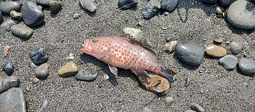 オオモンハタの釣果