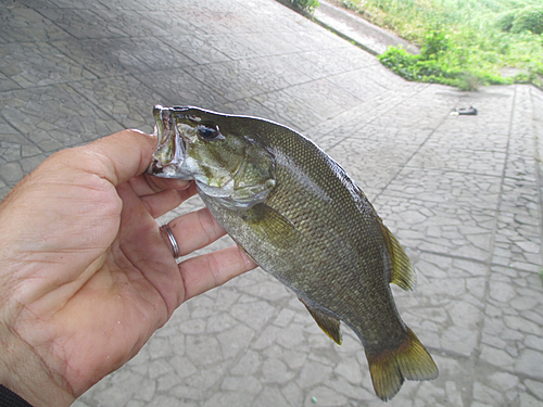 スモールマウスバスの釣果