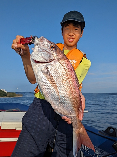 マダイの釣果