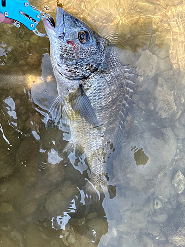 チヌの釣果