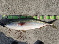ブリの釣果