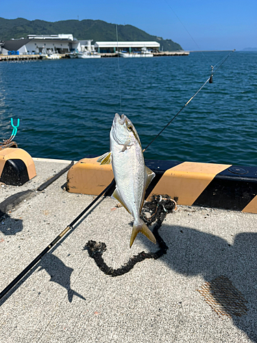 ショゴの釣果