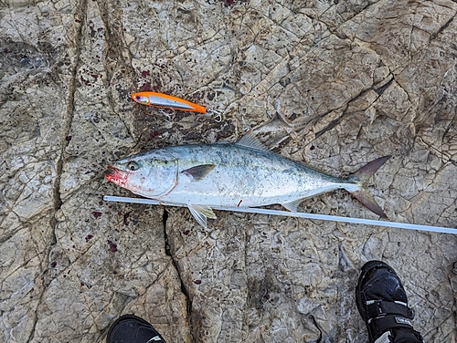 ワラサの釣果