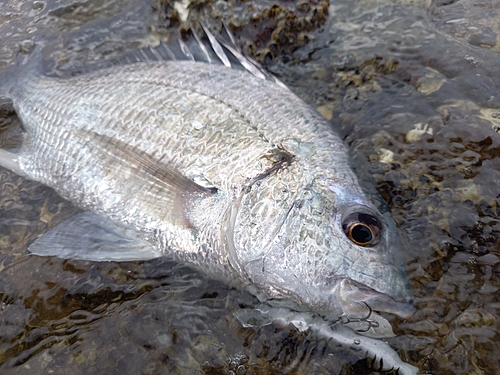 チヌの釣果