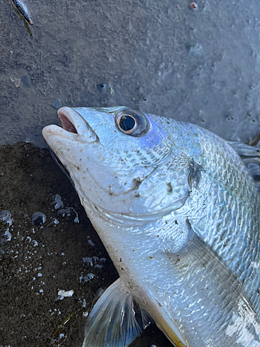 キビレの釣果