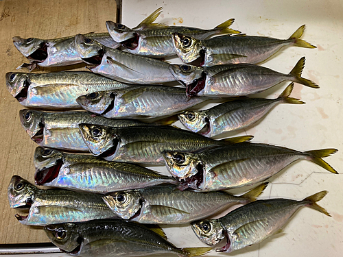 アジの釣果