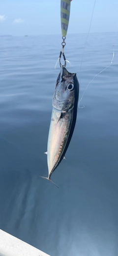 マルソウダの釣果