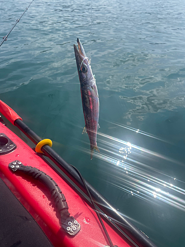 カマスの釣果