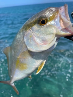 ショゴの釣果