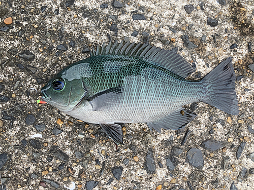 メジナの釣果