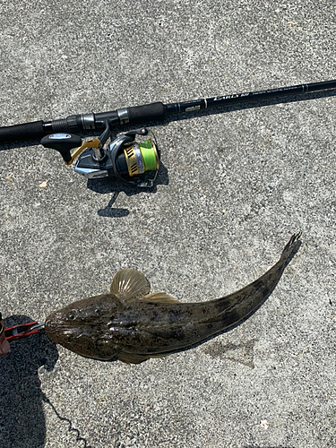 マゴチの釣果