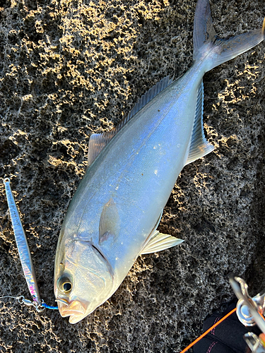 ネリゴの釣果