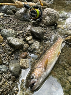 イワナの釣果