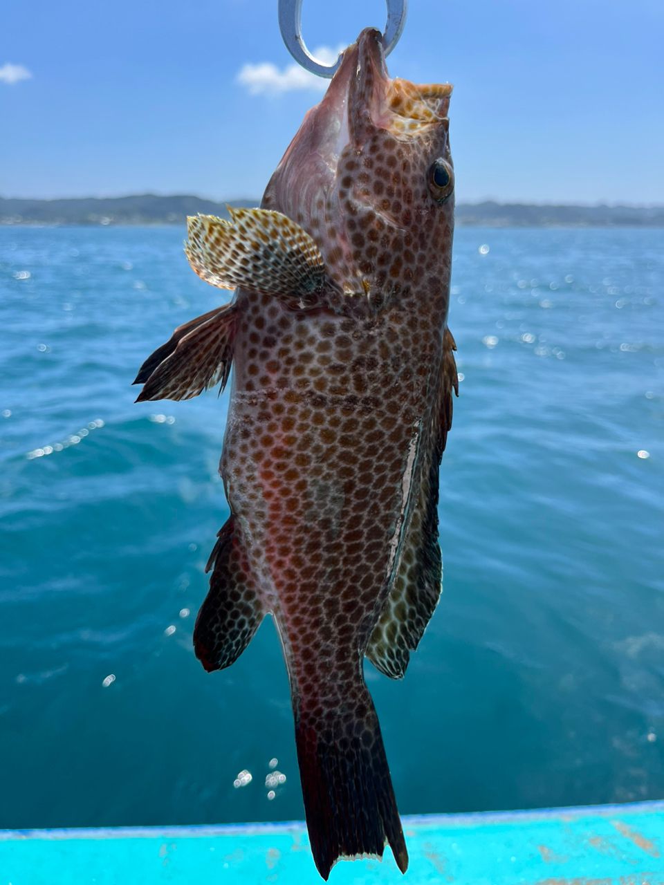 釣って食べたいさんの釣果 1枚目の画像