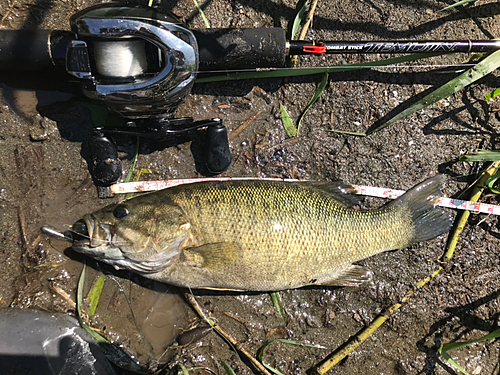 スモールマウスバスの釣果