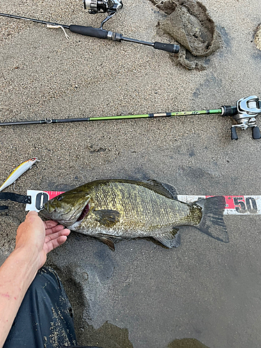 ブラックバスの釣果