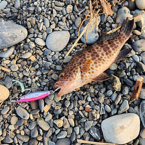 オオモンハタの釣果