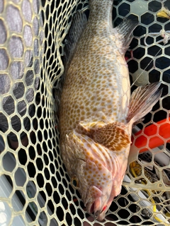 オオモンハタの釣果