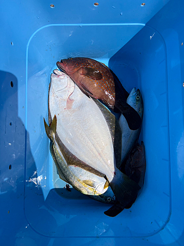 ヒラメの釣果