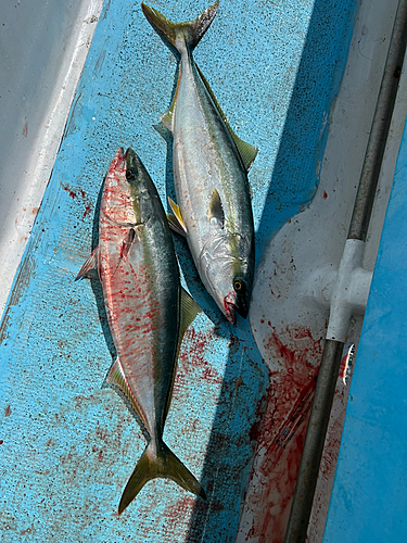 イナダの釣果