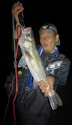 スズキの釣果